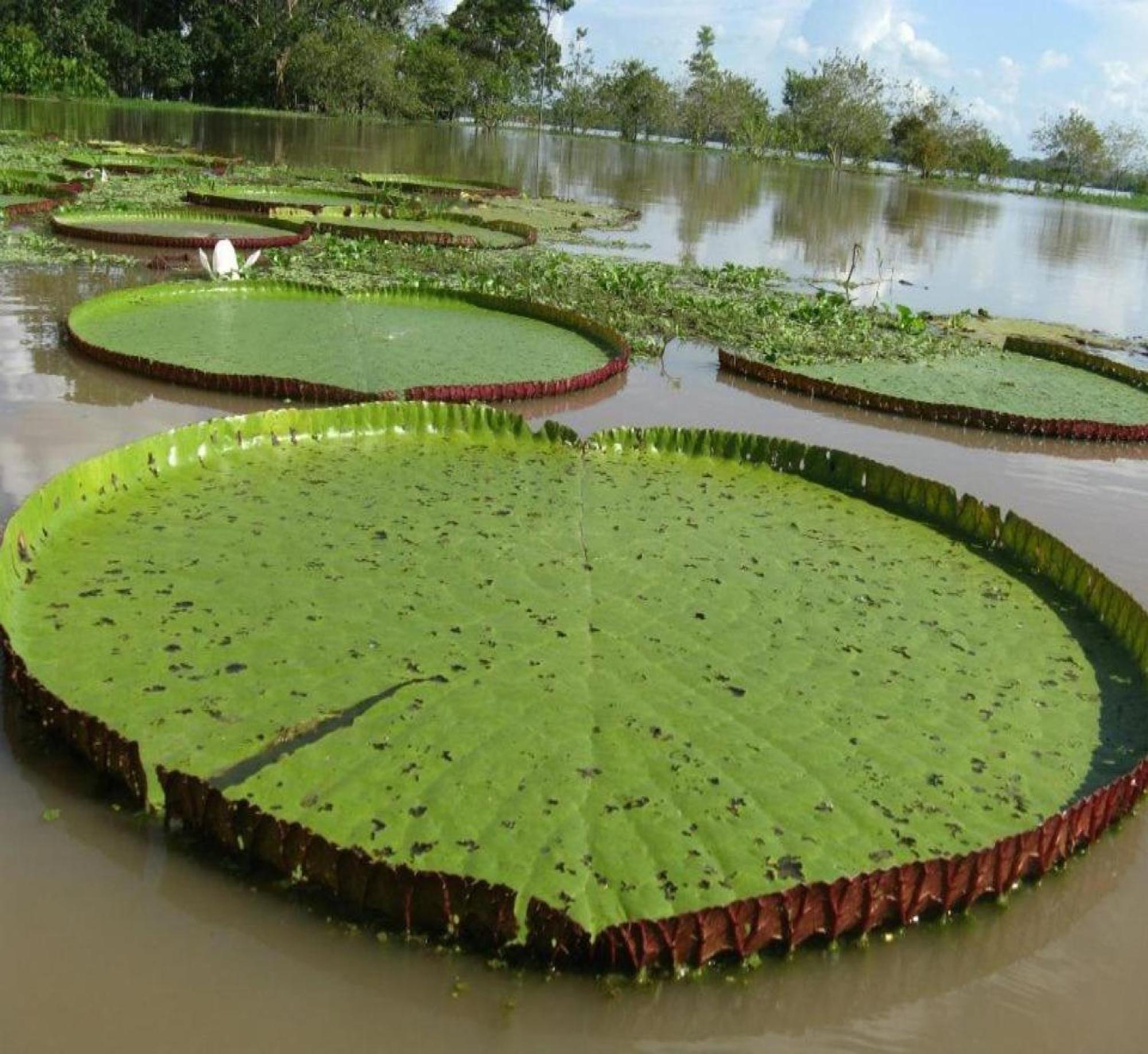 Cabana Flotante Kurupira Leticia Ngoại thất bức ảnh